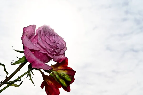 Hermosas Flores Sobre Fondo Cielo Azul —  Fotos de Stock