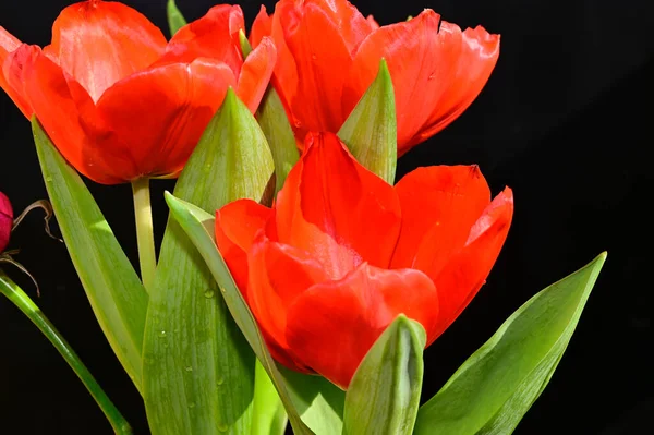 Wunderschöne Tulpenblüten Auf Dunklem Hintergrund Sommerkonzept Nahsicht — Stockfoto