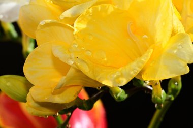 Koyu arkaplanda güzel çiçekler, yaz konsepti, yakın manzara  