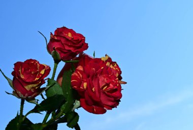 Mavi arka planda güzel çiçekler