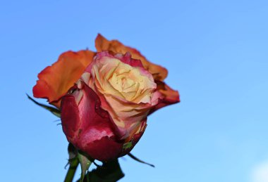 Gökyüzü arka planında güzel bir gül, yaz konsepti, yakın manzara  