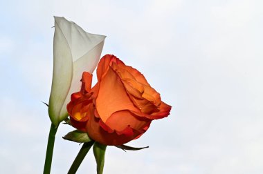 Mavi gökyüzü arka planında renkli gül ve calla