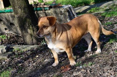 Tatlı köpek yaz günü dışarıda eğleniyor.