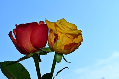 Mavi arka planda güzel çiçekler