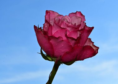 Mavi gökyüzü arka planında parlak çiçekler