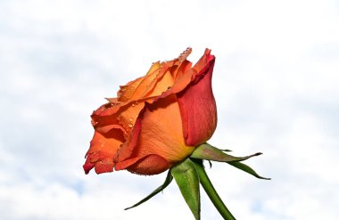 Gökyüzü arka planında güzel bir gül, yaz konsepti, yakın manzara  