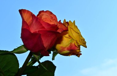 Mavi arka planda güzel çiçekler