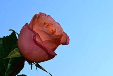 Gökyüzü arka planında güzel bir gül, yaz konsepti, yakın manzara  