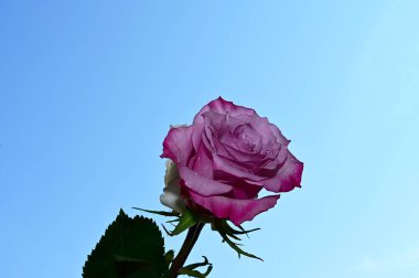 Mavi arka planda narin gül çiçekleri