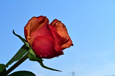 Mavi arka planda güzel çiçekler