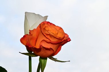 Mavi gökyüzü arka planında renkli gül ve calla