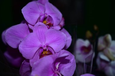 Siyah arka planda yumuşak çiçekler. Kapat..