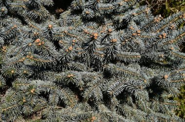 bulanık arkaplanda yeşil ladin dalı, yakın görünüm 