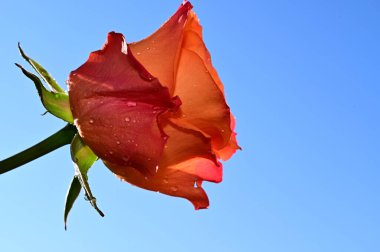 Mavi arka planda narin gül çiçekleri