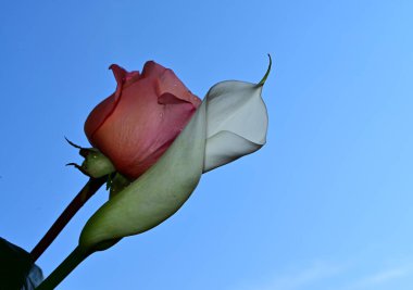 Mavi arka planda güzel çiçekler