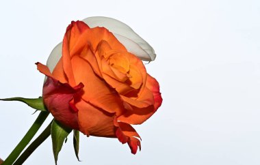 Gökyüzü arka planında güzel gül ve kalla çiçekleri, yaz konsepti, yakın manzara  