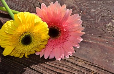 Tahta arka planda güzel Gerbera çiçekleri, yaz konsepti, yakın görüş   