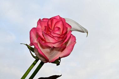 Mavi gökyüzü arka planında renkli gül ve calla