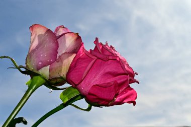 Mavi gökyüzü arka planında yumuşak güller