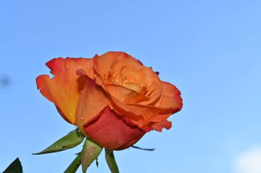 Gökyüzü arka planında güzel bir gül, yaz konsepti, yakın manzara  