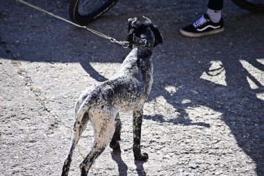 Tasmalı şirin bir köpek. Yaz günü sahibinin yanında geziyor.