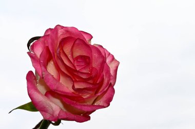 Mavi arka planda narin gül çiçekleri