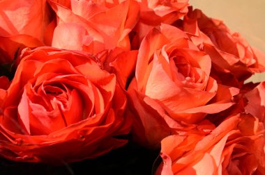 Yazın güneşli bir günde, güzel güller buketi, yakın manzara. 