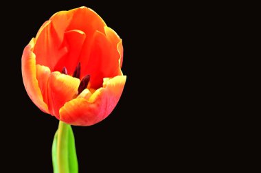 Koyu arkaplanda güzel lale, yaz konsepti, yakın manzara  