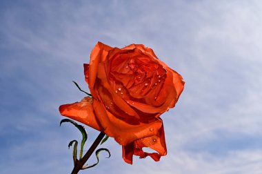 Mavi gökyüzü arka planında yumuşak güller