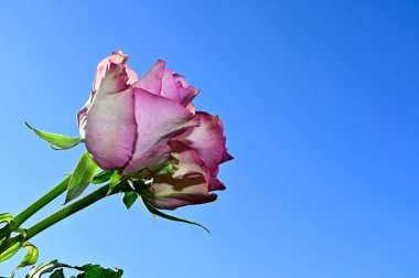 Mavi gökyüzü arka planında yumuşak güller