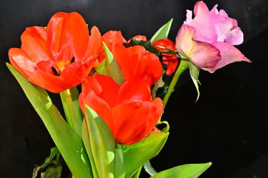 Koyu arkaplanda güzel lale ve gül çiçekleri, yaz konsepti, yakın manzara