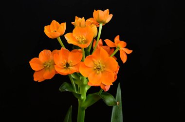 Siyah arka planda yumuşak çiçekler. Kapat..