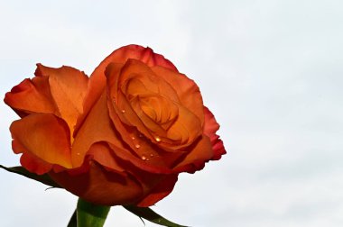 Mavi arka planda narin gül çiçekleri