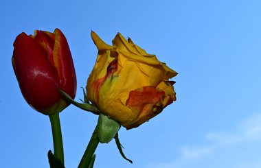 Mavi arka planda güzel çiçekler