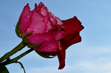 Mavi arka planda renkli çiçekler açar.