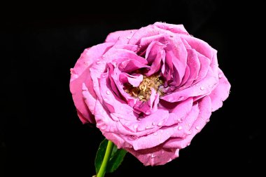 Siyah arka planda yumuşak çiçekler. Kapat..