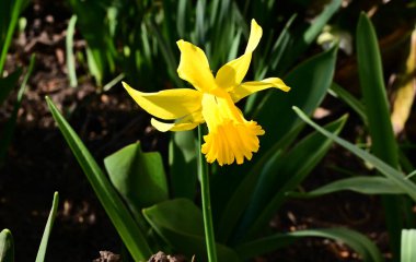 Güneşli yaz gününde bahçede yetişen güzel nergis. 