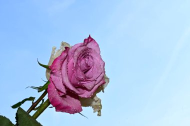 Mavi arkaplanda güzel bir gül çiçeği