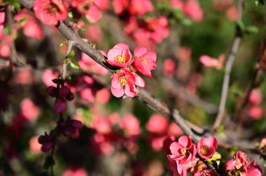 Güzel çiçekli kiraz ağacı dalları, yakın plan, bahar konsepti.  