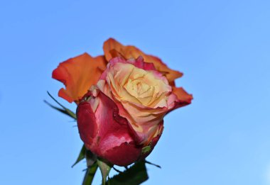 Gökyüzü arka planında güzel bir gül, yaz konsepti, yakın manzara  