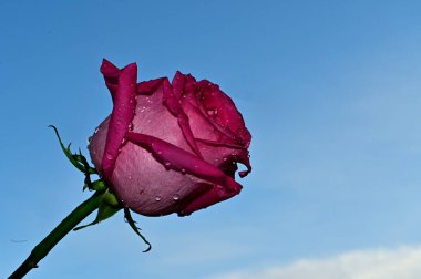 Gökyüzü arka planında güzel bir gül, yaz konsepti, yakın manzara  
