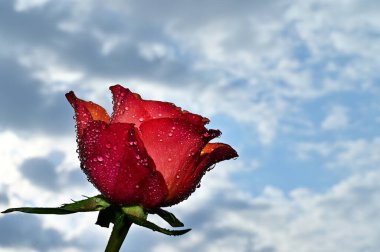 Mavi arka planda narin gül çiçekleri