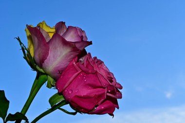 Mavi arkaplanda parlak güller