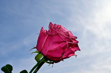 Mavi gökyüzü arka planında yumuşak güller