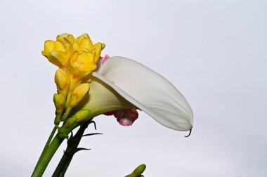 Mavi arka planda renkli çiçekler açar.