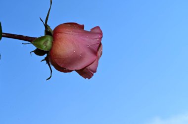 Mavi arka planda güzel çiçekler