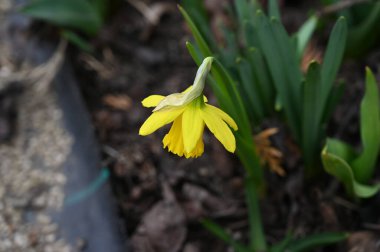 Güneşli yaz gününde bahçede yetişen güzel çiçekler. 