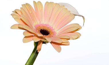 Gökyüzü arka planında güzel gerbera ve calla çiçekleri, yaz konsepti, yakın görüş  