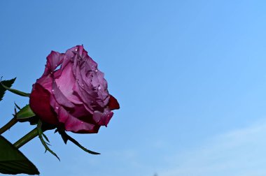 Gökyüzü arka planında güzel bir gül, yaz konsepti, yakın manzara  