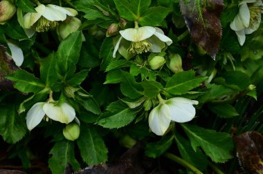Güneşli yaz gününde bahçede yetişen güzel çiçekler. 